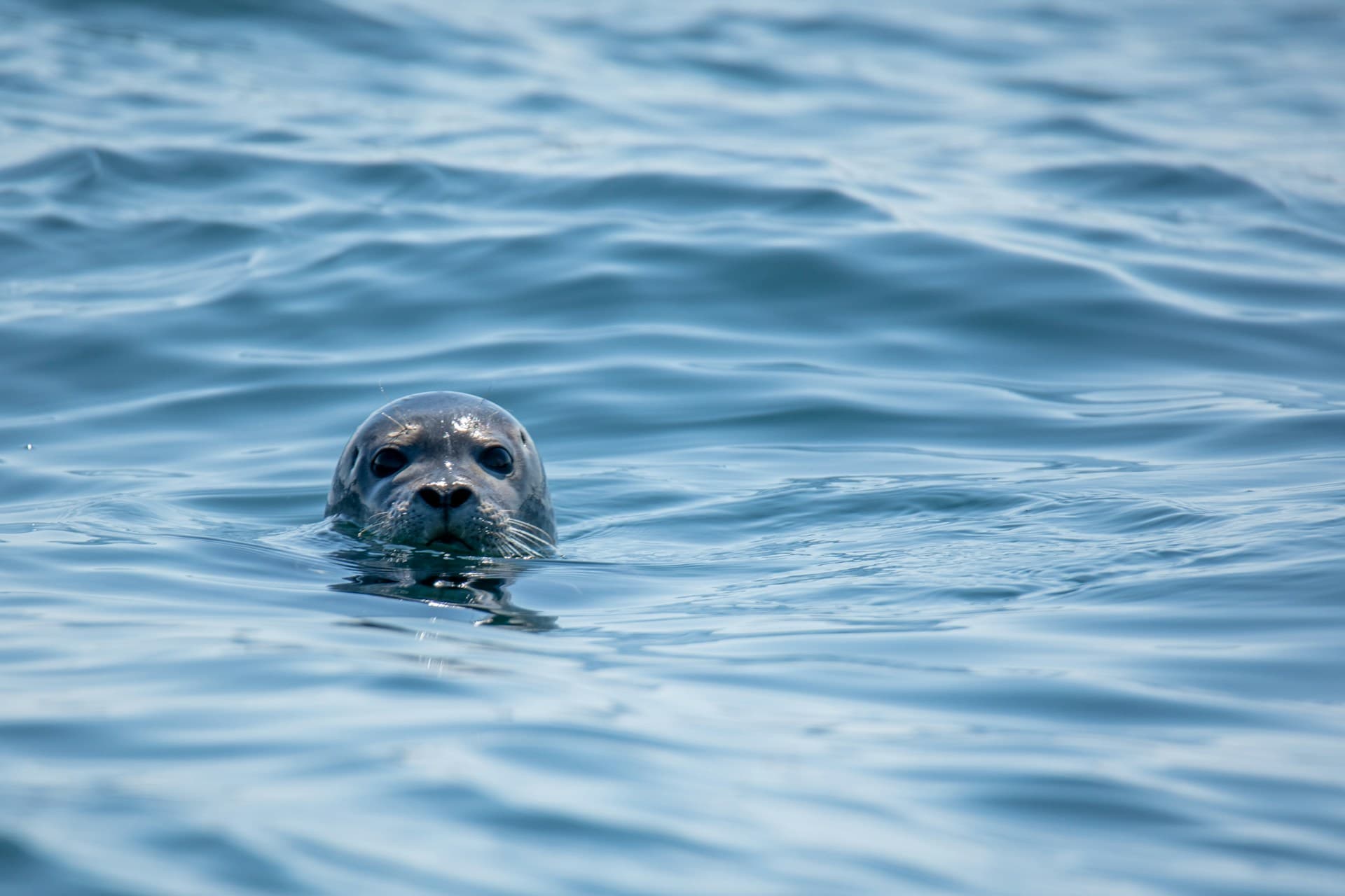 Das Logo von Podman ist eine Robbe | Foto von Keith Luke https://unsplash.com/de/fotos/kegelrobbe-im-wasser-am-tag-dKe9GgzS8Ek
