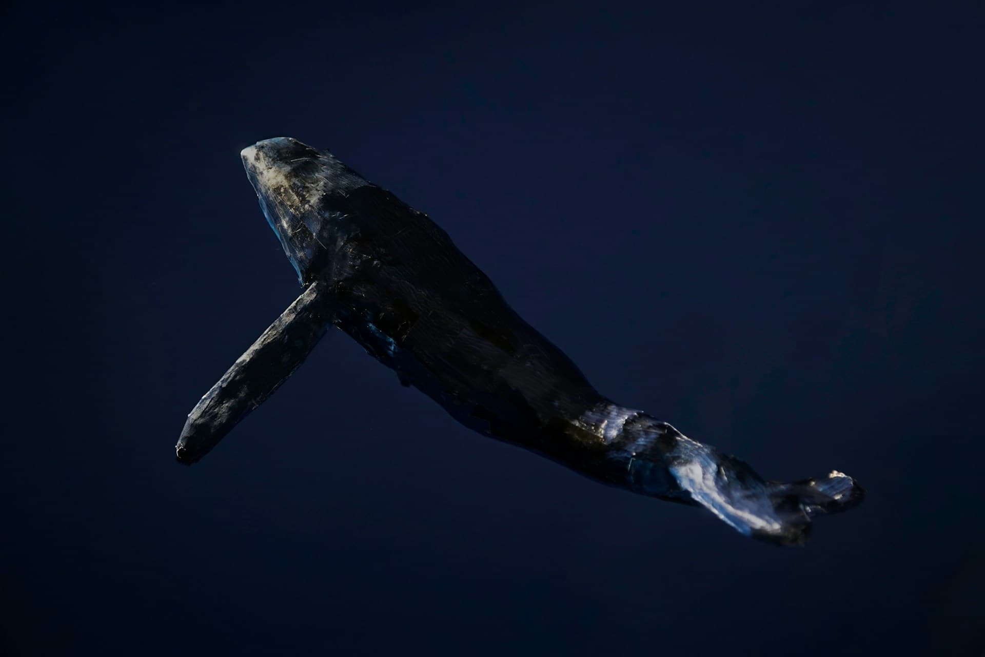 Das Logo von Docker ist ein Wal | Foto von Seiji Seiji https://unsplash.com/de/fotos/schwarz-weiss-wal-unter-wasser-ur4pyEnPdA0